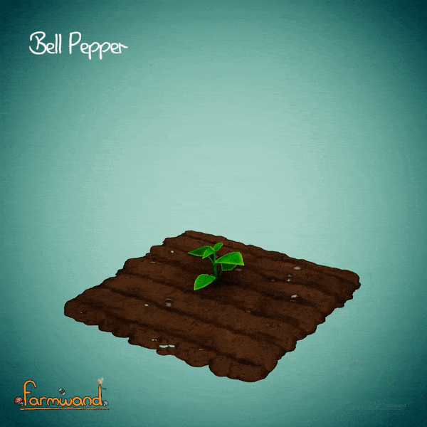Bell Pepper Turntable